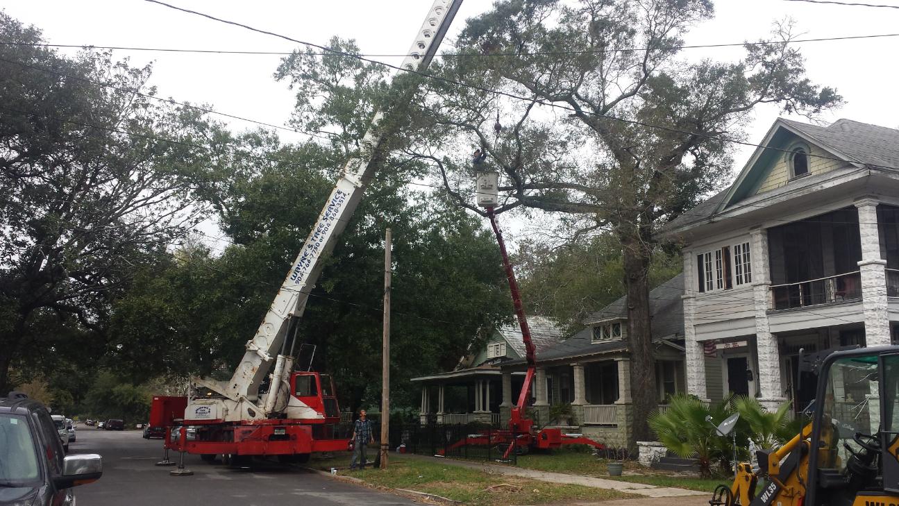 Waynes Tree Service Jacksonville - Callahan (10)